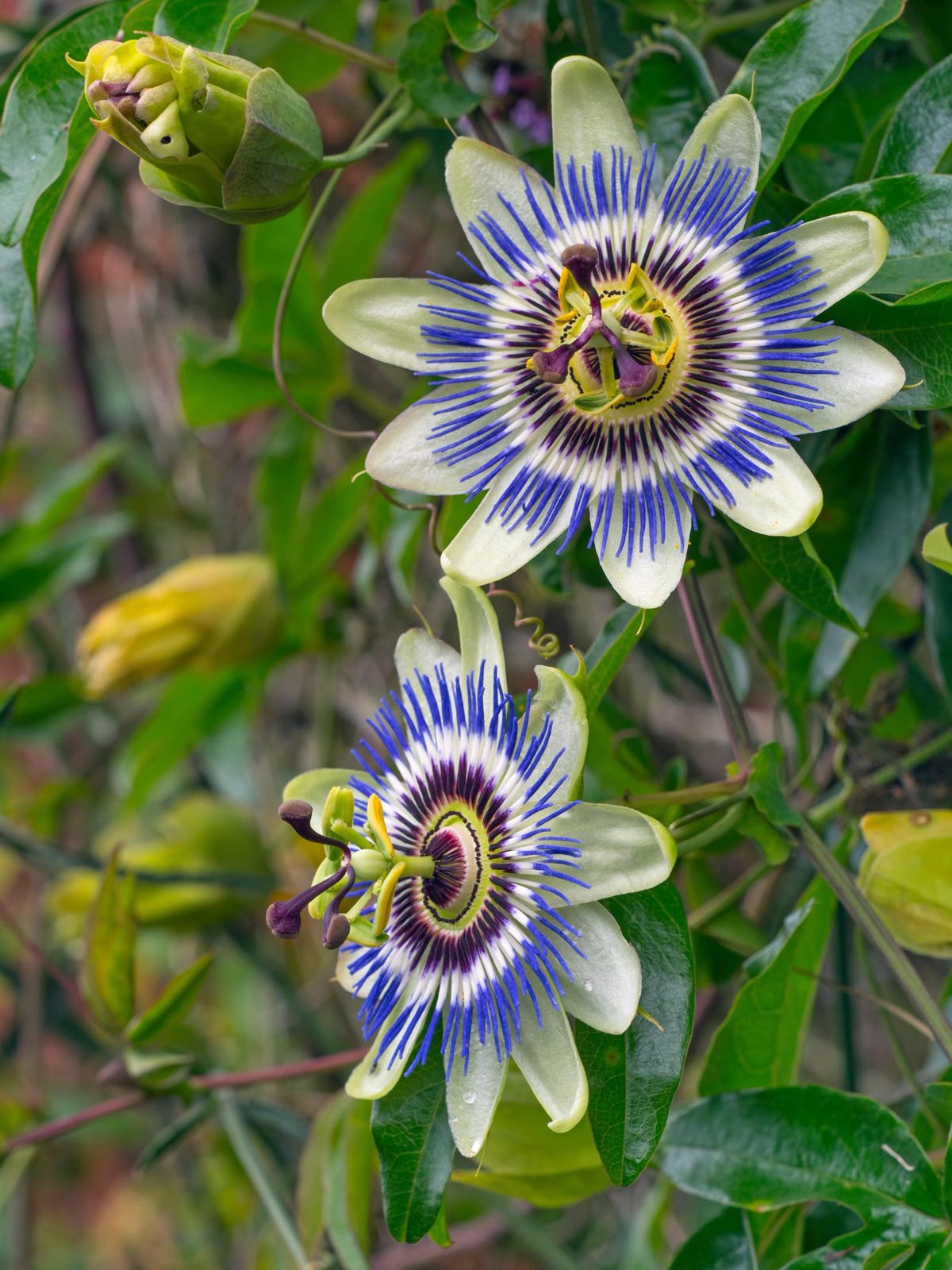 passion flower.jpg