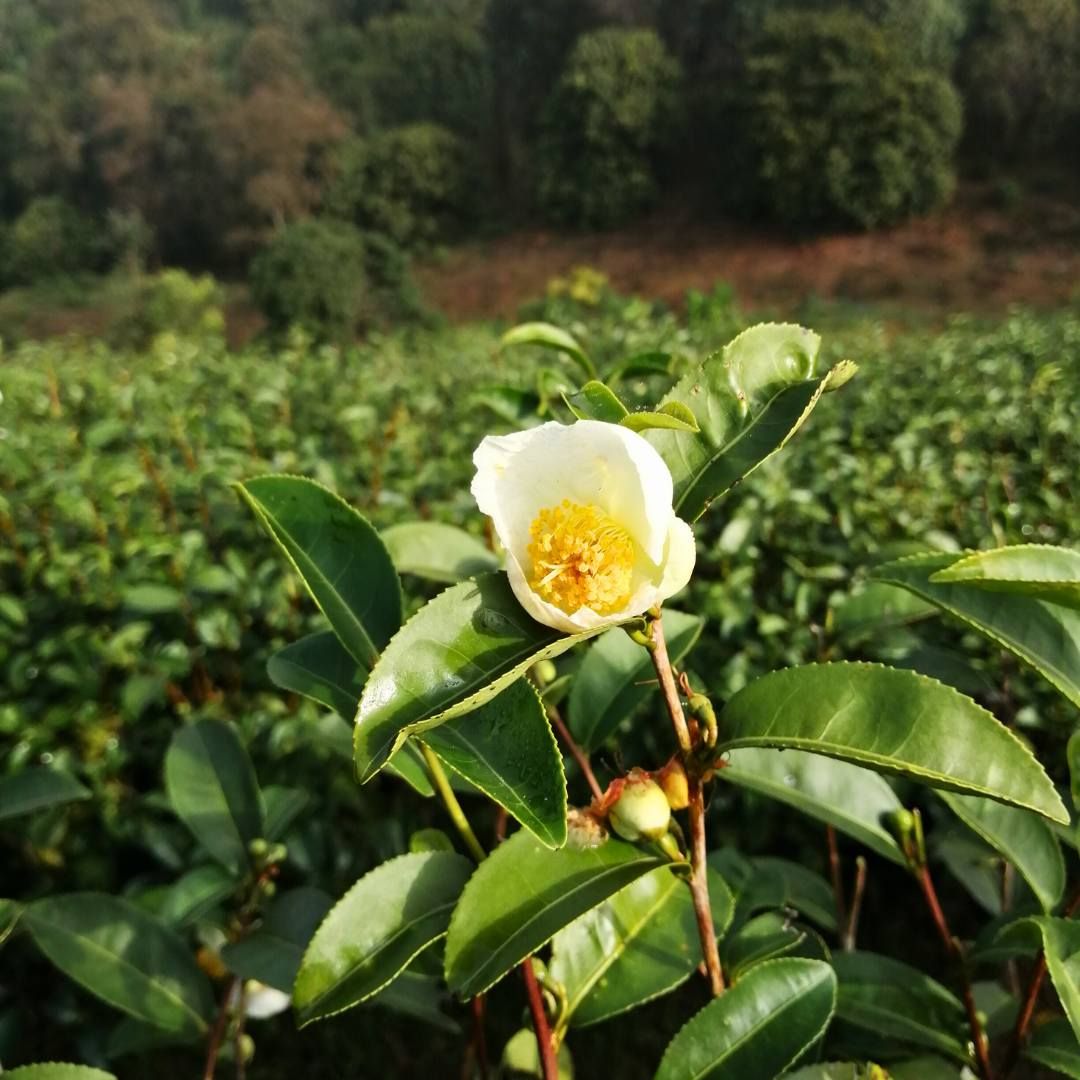 camilla Sinensis.jpg