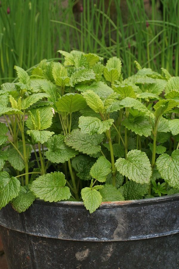 lemon balm.jpg