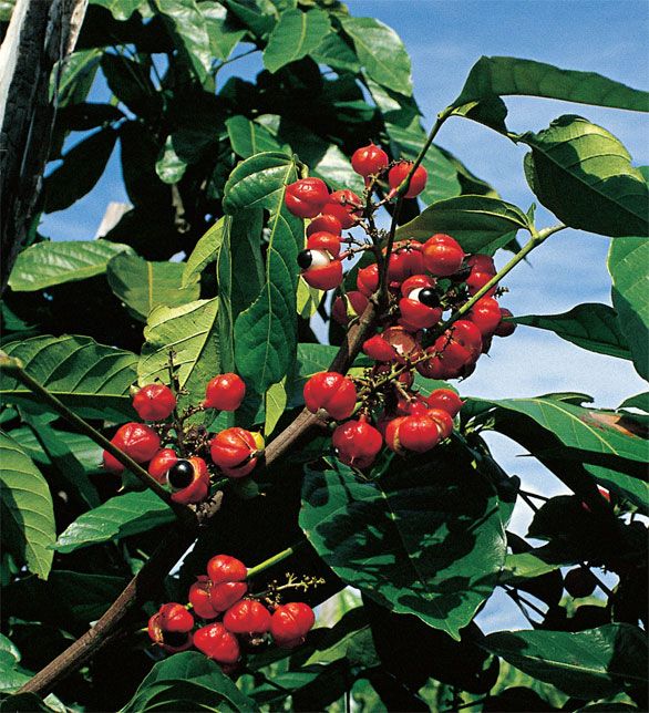 Guarana.jpg