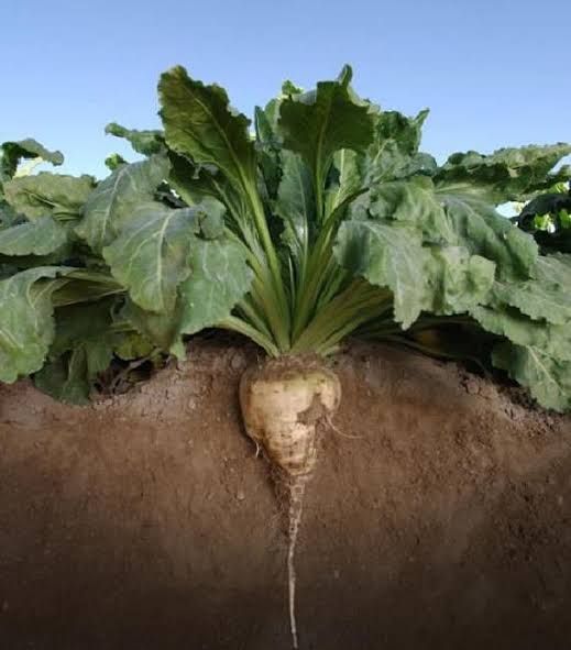 Actiligith 950P.jpeg