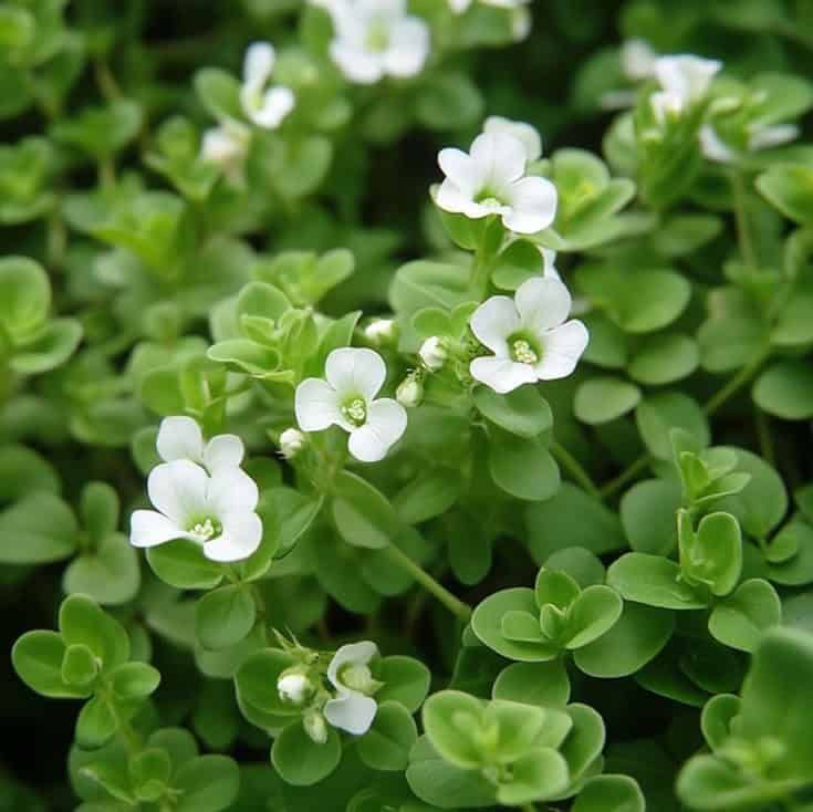 Bacopa Monnieri Noba.jpeg